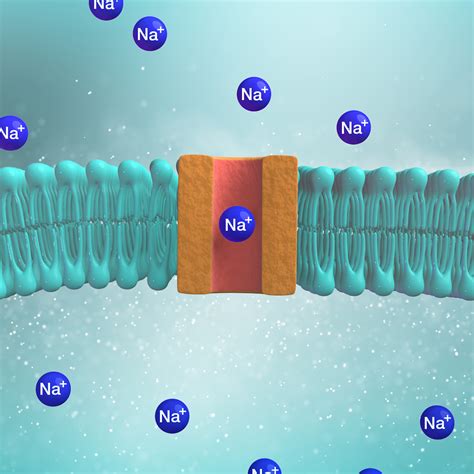 voltage gated chanel wiki|sodium channel voltage.